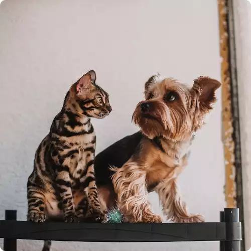 blog animaux truffes et plumes