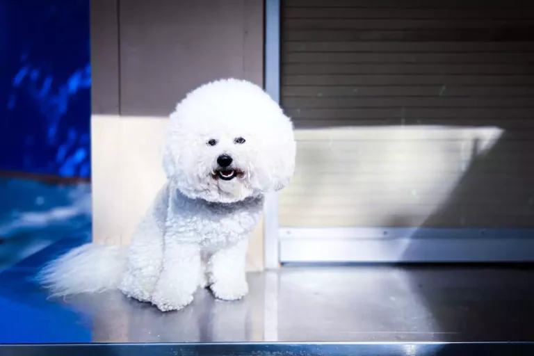 bichon frisé nain