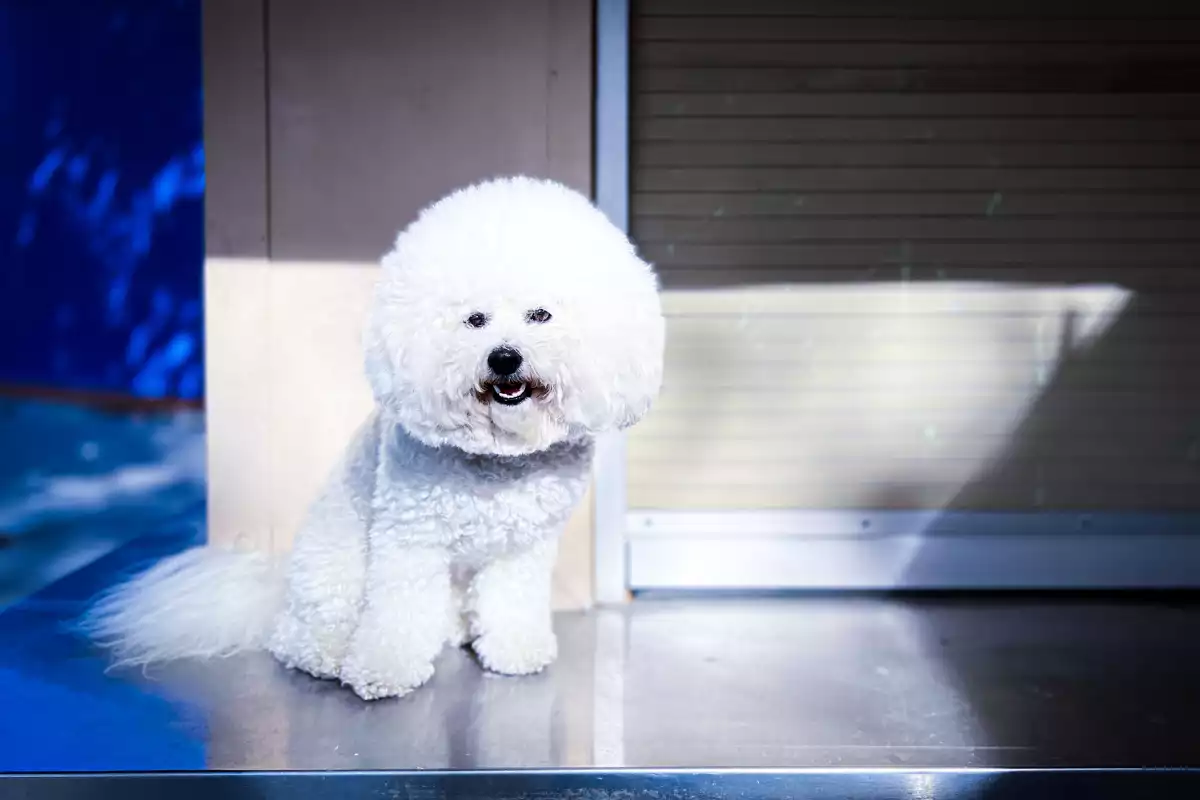 bichon frisé nain