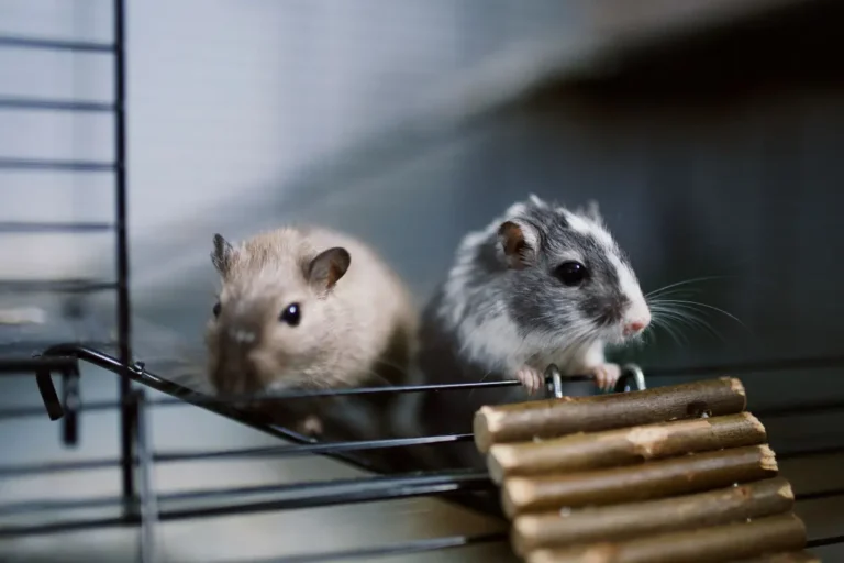 combien de gerbilles peut-on mettre dans une cage ?