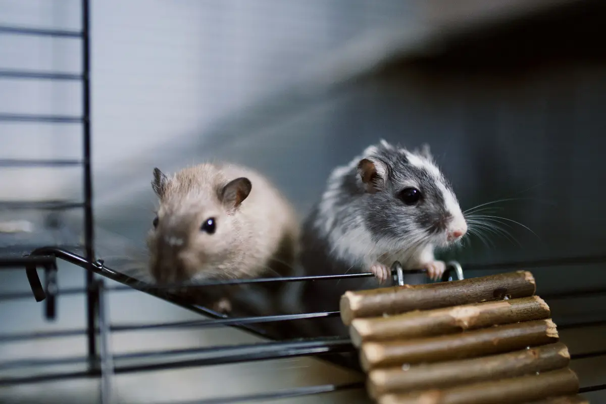 combien de gerbilles peut-on mettre dans une cage ?