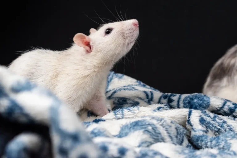 le rat est-il hémophile