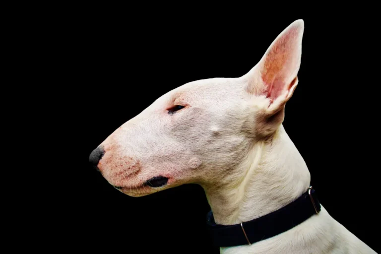 mini bull terrier