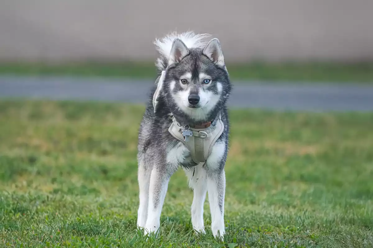 race chien Samsky