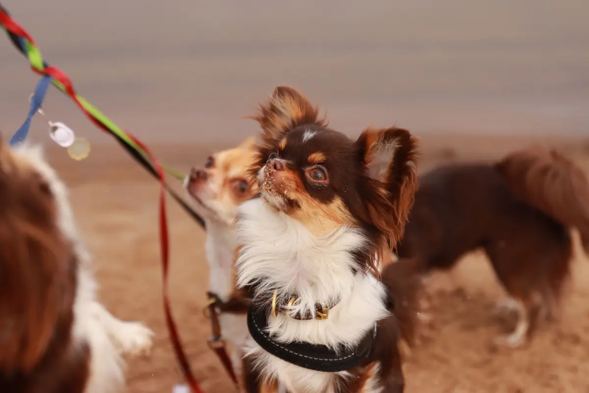 Chihuahua papillon