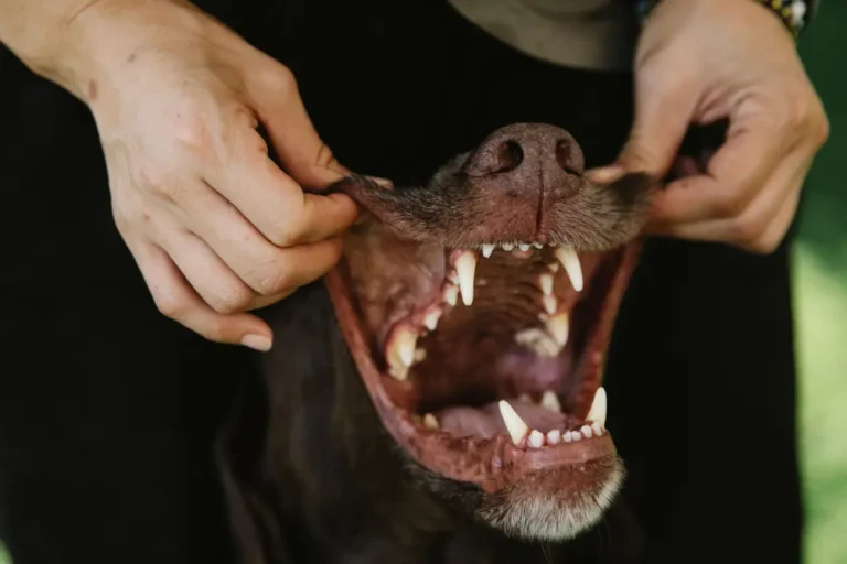 machoire du chien