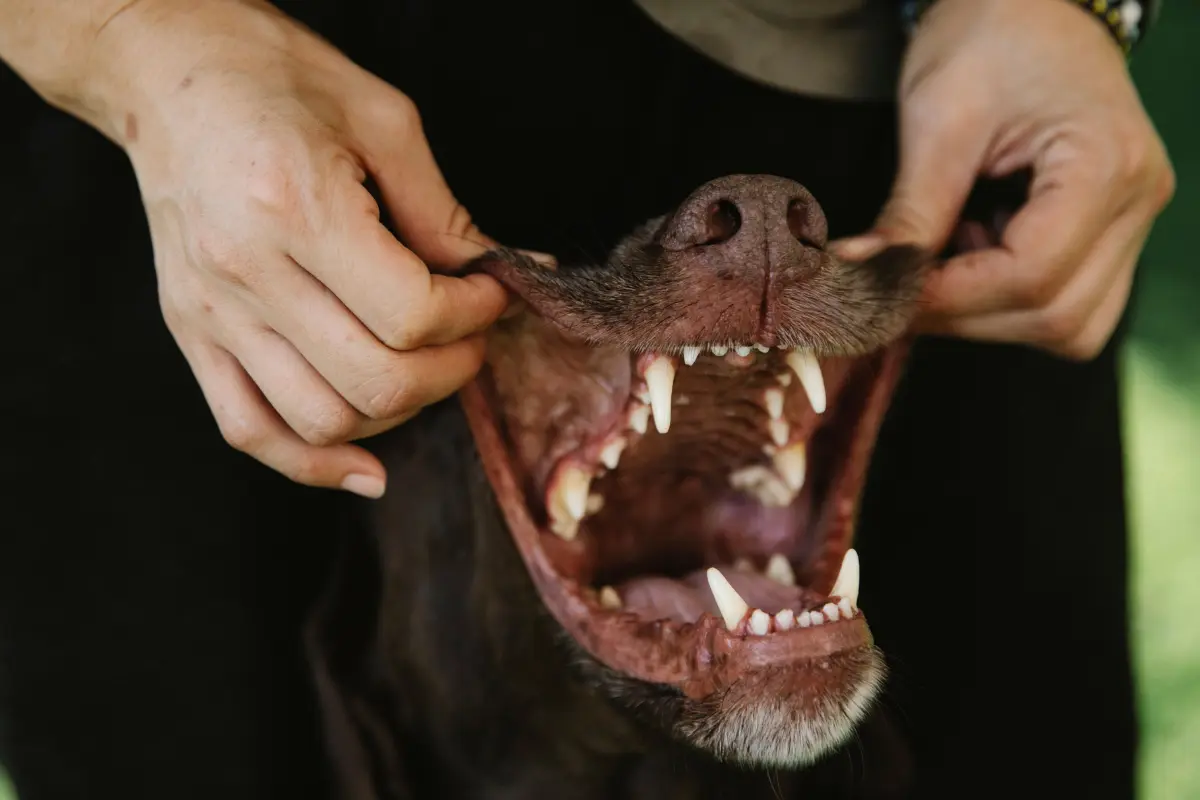 machoire du chien