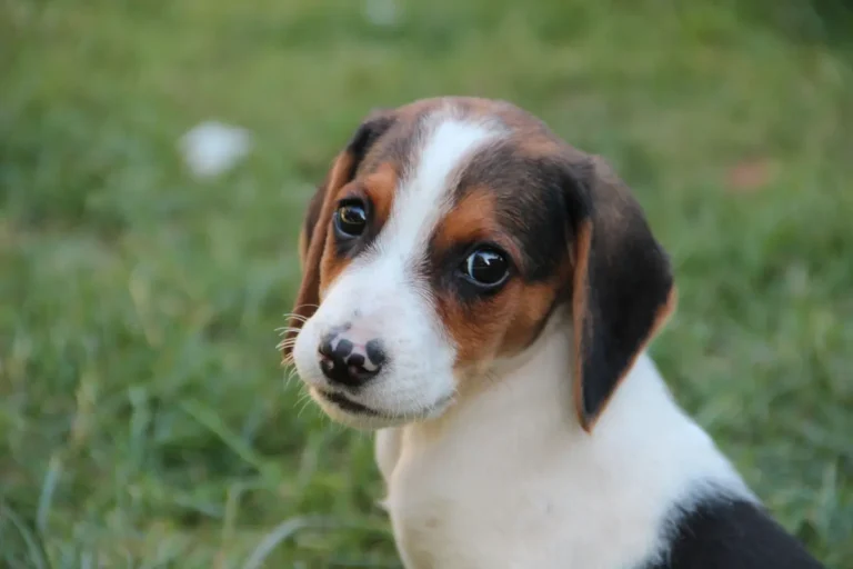 beagle elisabeth