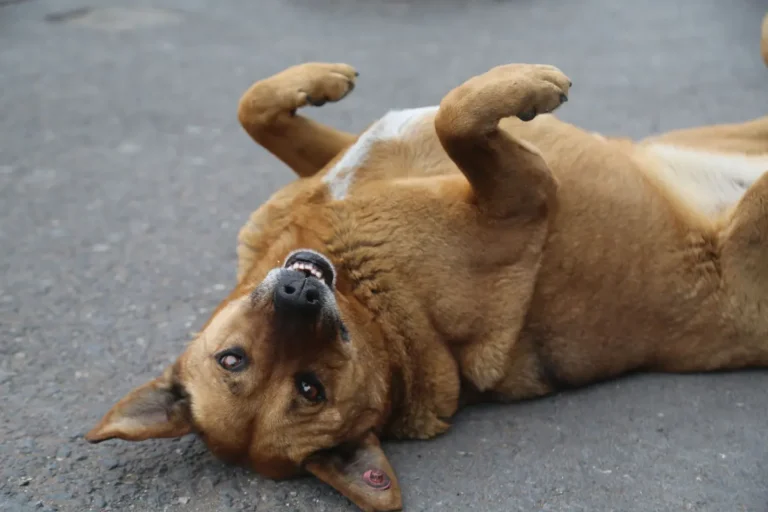 chien couché sur le dos