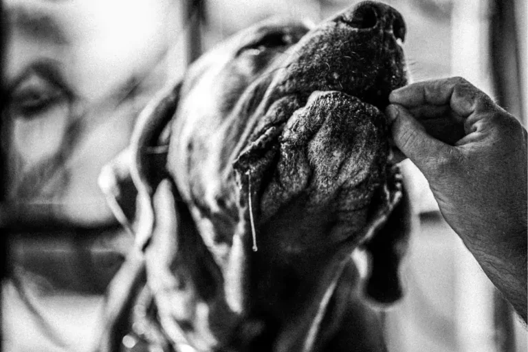 chien qui bave