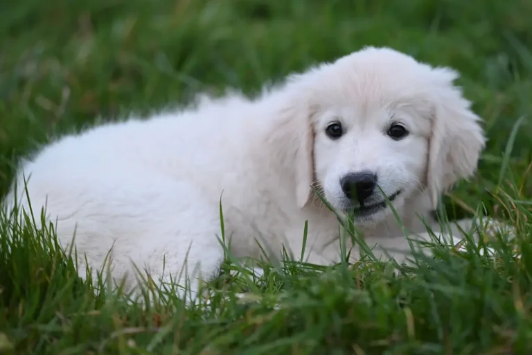 mon chien mange de l'herbe