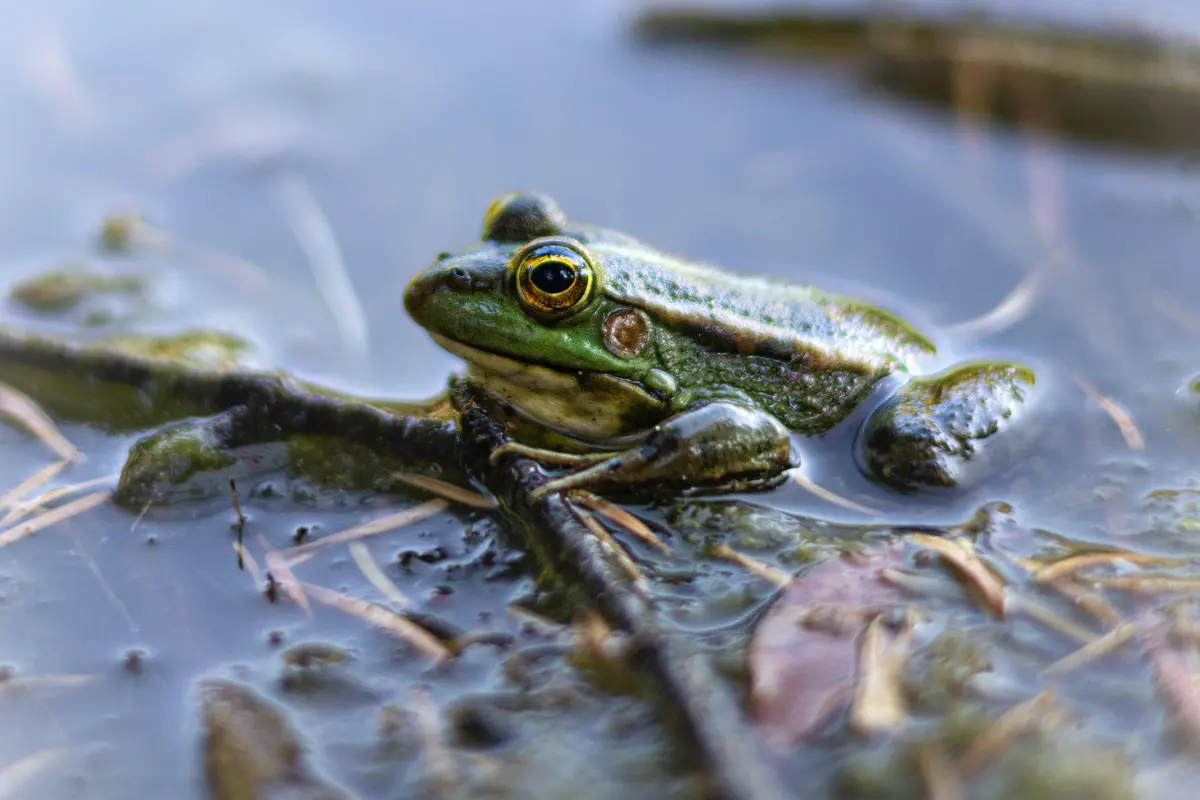 cri d'une grenouille