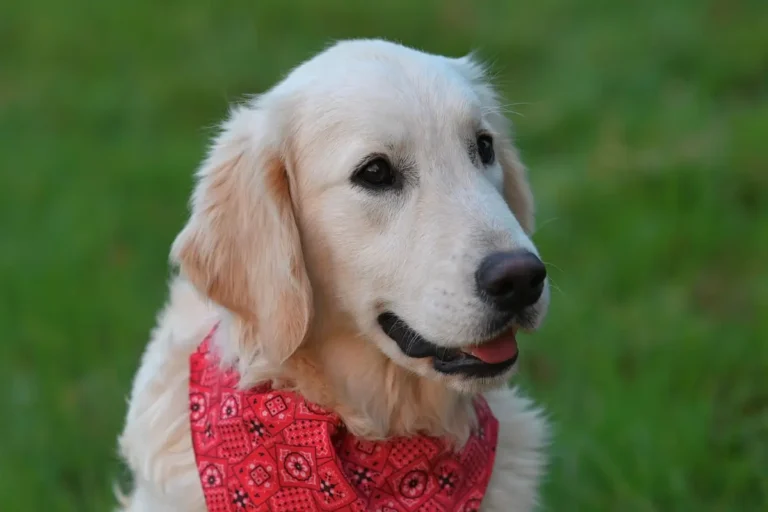 golden retriever nain