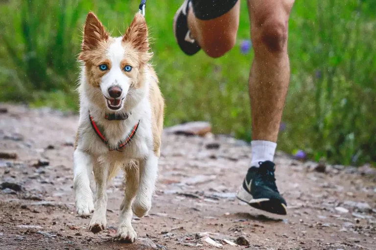 quel race de chien pour un canicross