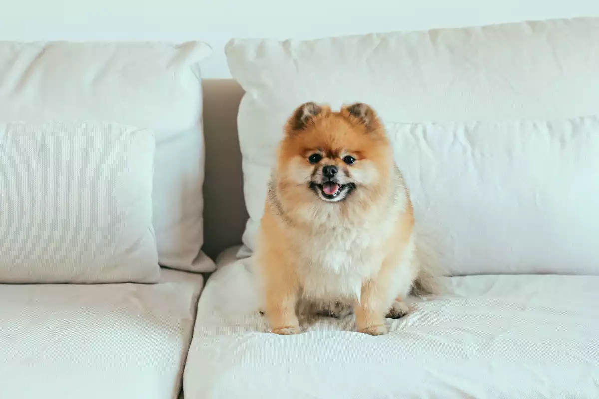chien boo race