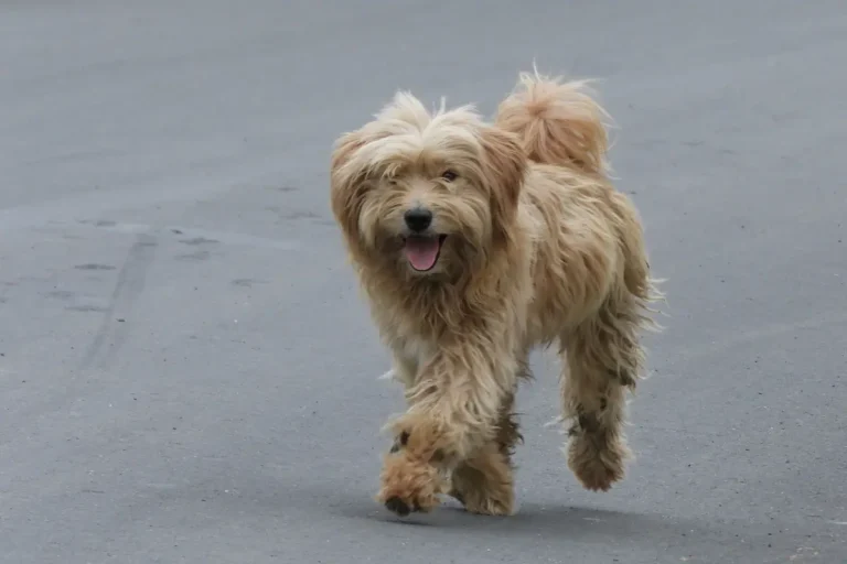 race de chien labrit