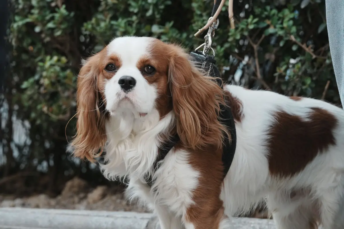 cavalier king charles