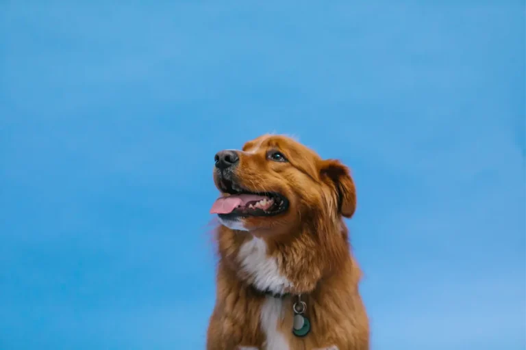 retriever de la nouvelle écosse