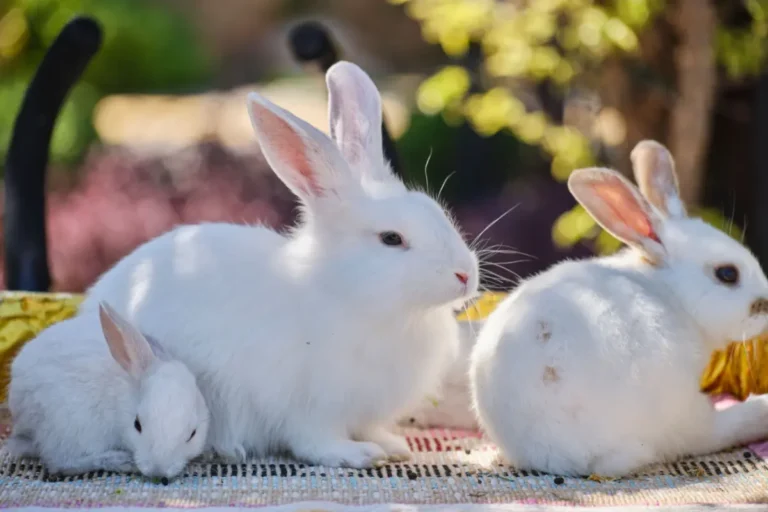 sur quoi dort un lapin nain