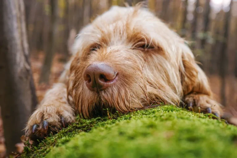truffe chaude du chien