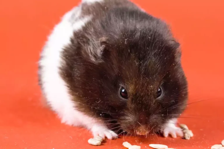 hamster panda