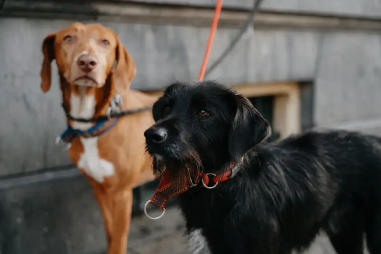 chien en laisse obligation